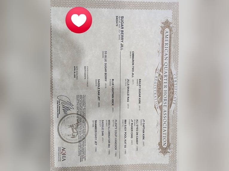 American Quarter Horse Giumenta 1 Anno 163 cm Falbo in Bristolville