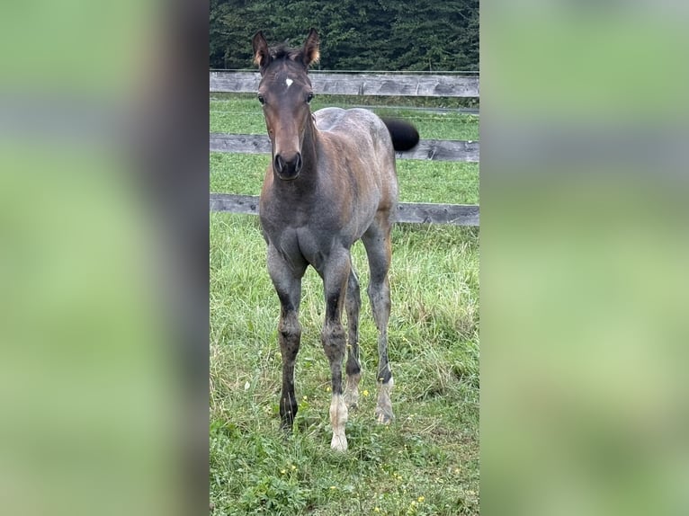American Quarter Horse Giumenta 1 Anno 165 cm Baio roano in Eibiswald