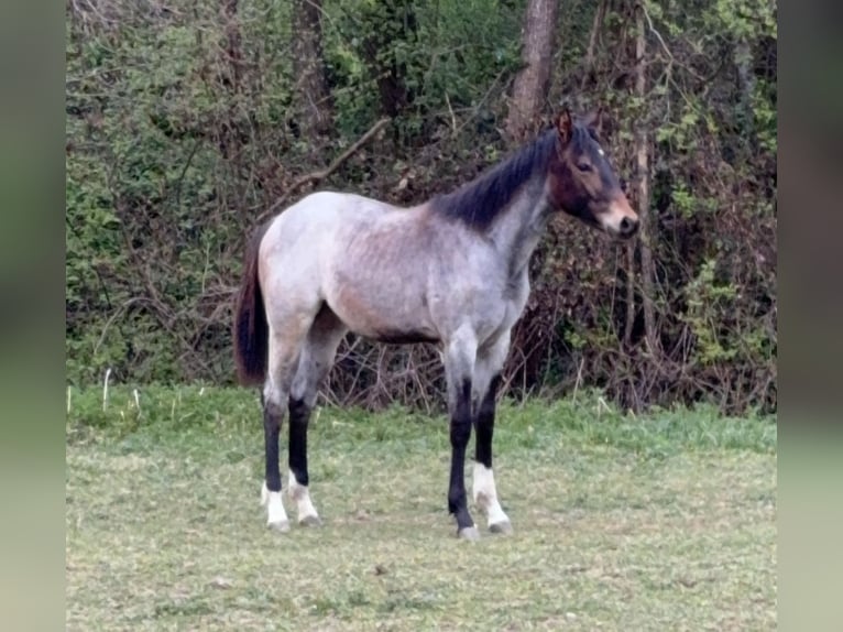 American Quarter Horse Giumenta 1 Anno 165 cm Baio roano in Eibiswald
