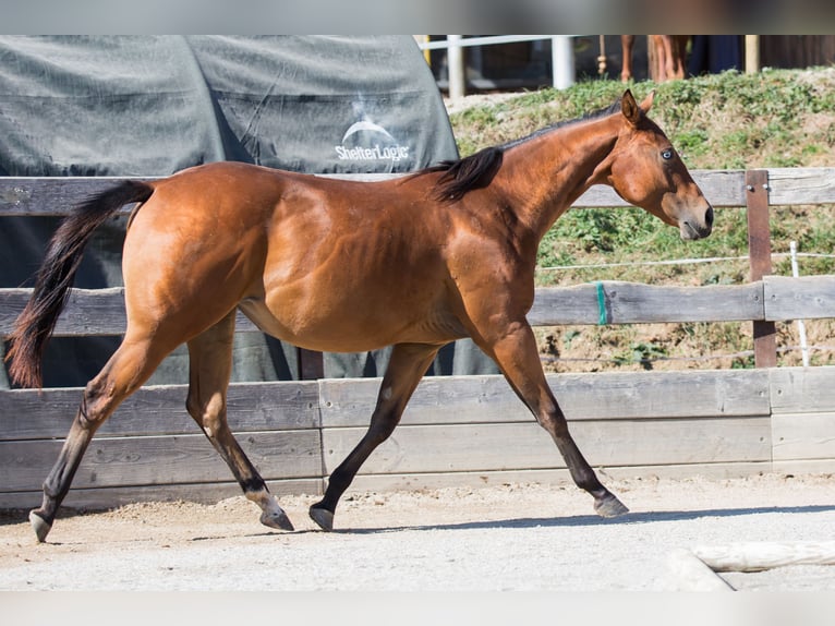American Quarter Horse Giumenta 1 Anno Baio in Oisnitz