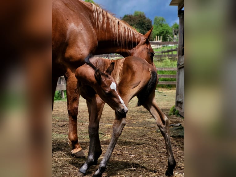 American Quarter Horse Giumenta 1 Anno Baio in Rheinfelden