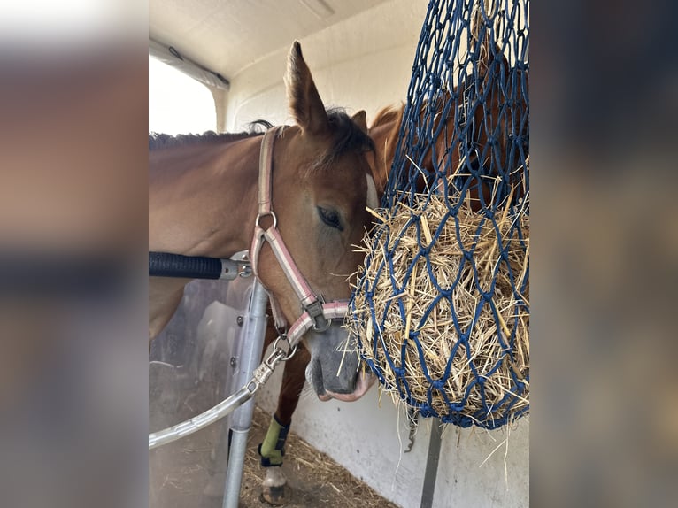 American Quarter Horse Giumenta 1 Anno Baio chiaro in Esens