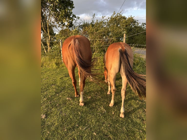 American Quarter Horse Giumenta 1 Anno Baio chiaro in Esens