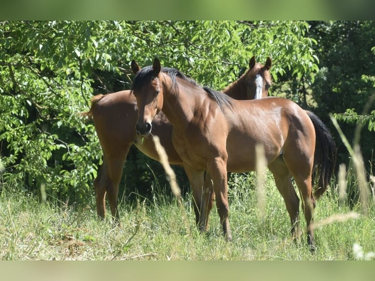 American Quarter Horse Giumenta 1 Anno Baio ciliegia in Lesično