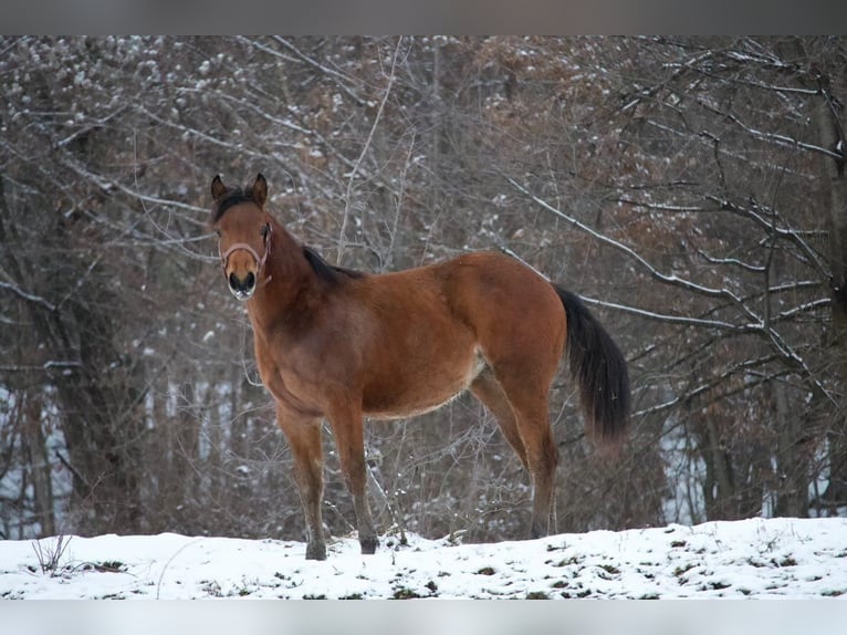 American Quarter Horse Giumenta 1 Anno Baio ciliegia in Lesično