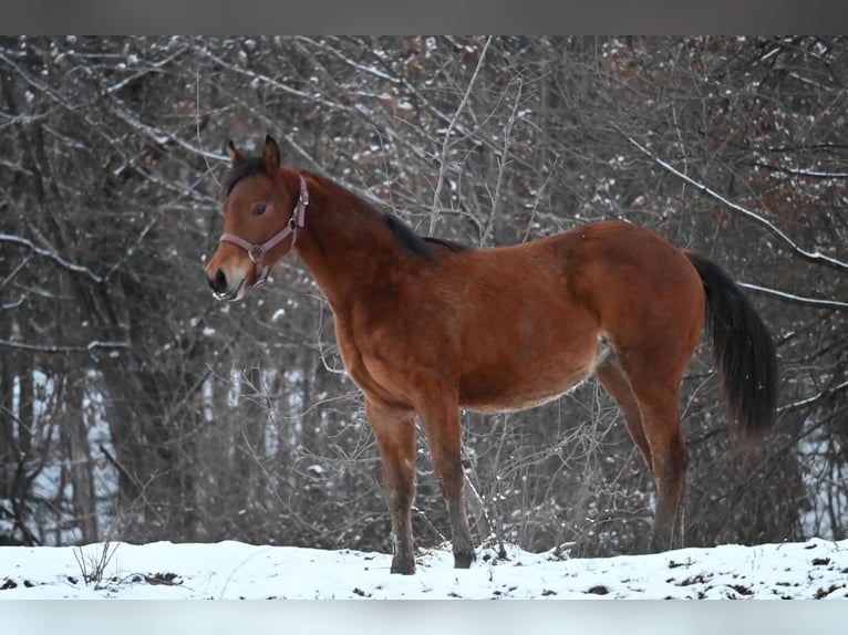 American Quarter Horse Giumenta 1 Anno Baio ciliegia in Lesično