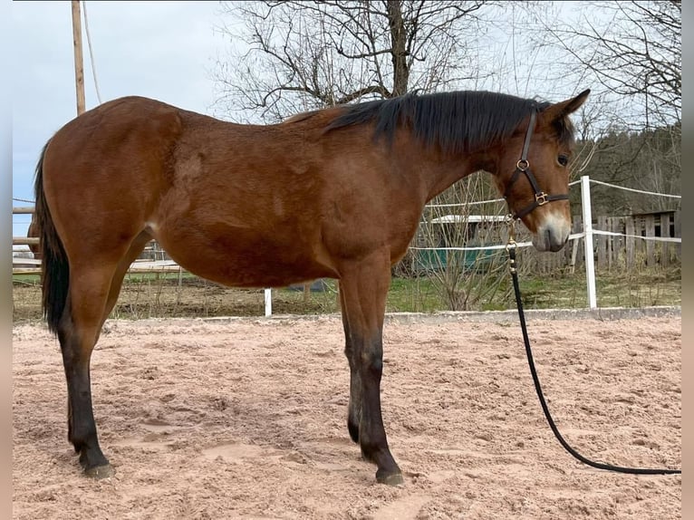 American Quarter Horse Giumenta 1 Anno Baio in Eurasburg