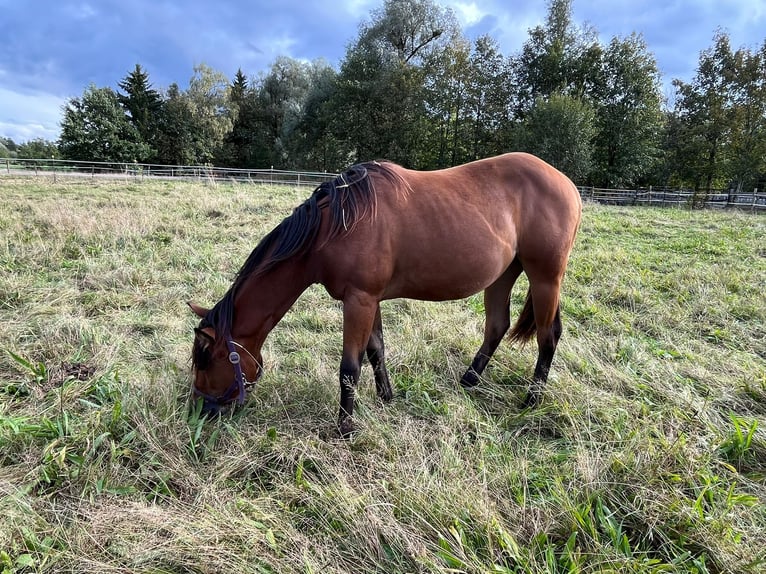 American Quarter Horse Giumenta 1 Anno Baio in Eurasburg