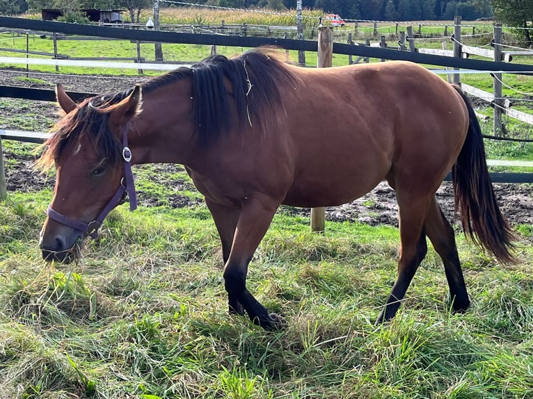 American Quarter Horse Giumenta 1 Anno Baio in Eurasburg