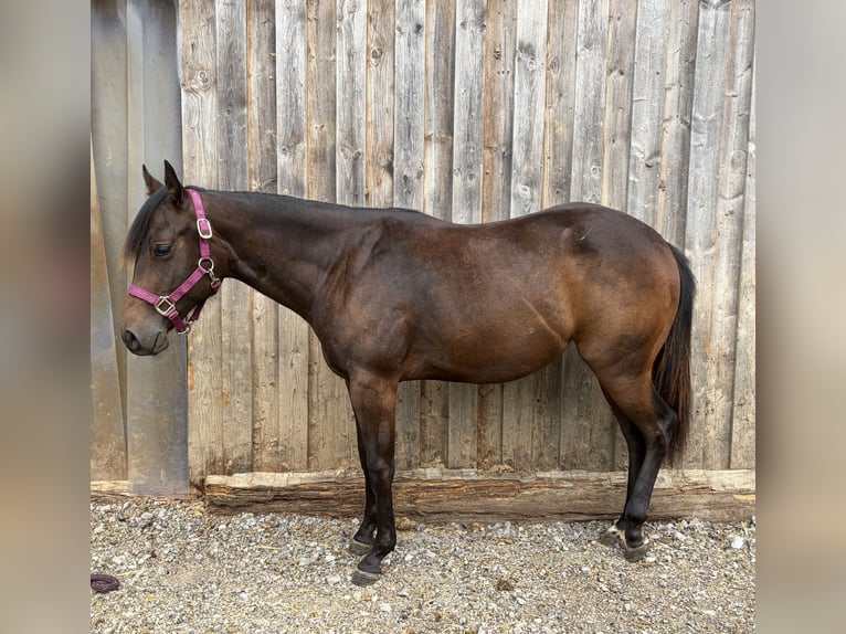 American Quarter Horse Giumenta 1 Anno Baio in Welzheim