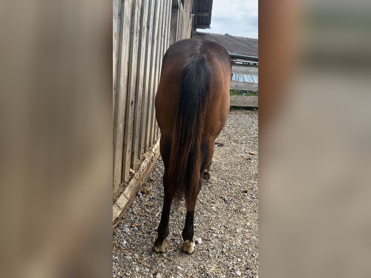 American Quarter Horse Giumenta 1 Anno Baio in Welzheim