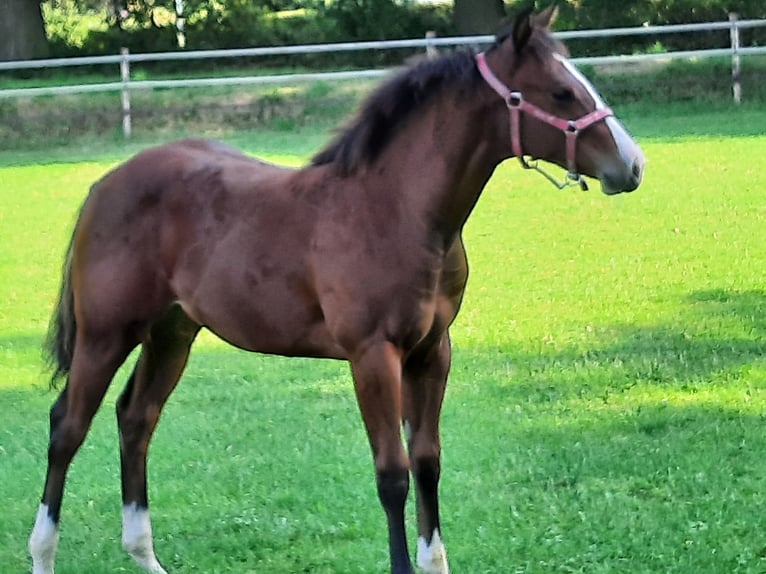 American Quarter Horse Giumenta 1 Anno Baio in Bedburg-Hau