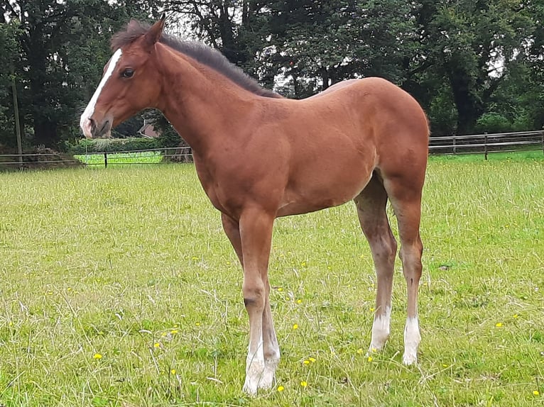 American Quarter Horse Giumenta 1 Anno Baio in Bedburg-Hau