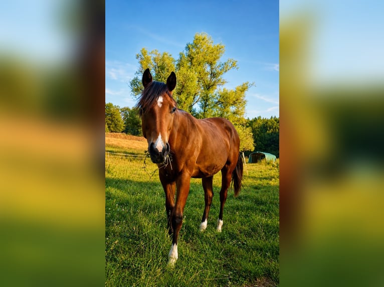 American Quarter Horse Giumenta 1 Anno Baio in Höchstberg