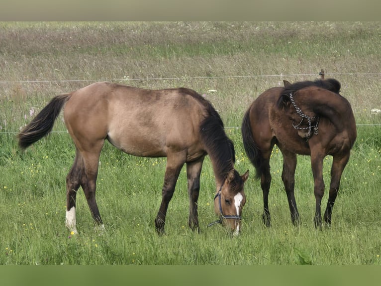 American Quarter Horse Giumenta 1 Anno Baio in Stockhausen illfurth