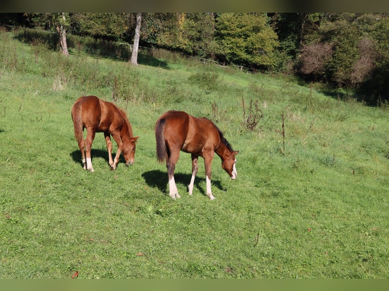 American Quarter Horse Giumenta 1 Anno Baio in Neuwied