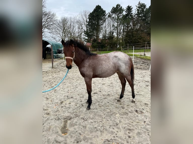 American Quarter Horse Giumenta 1 Anno Baio roano in Hungen