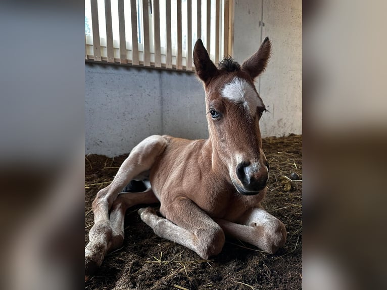 American Quarter Horse Giumenta 1 Anno Baio roano in Brugg AG