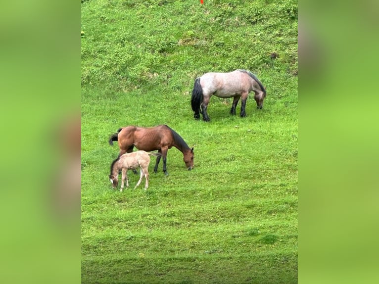 American Quarter Horse Giumenta 1 Anno Baio roano in Brugg AG