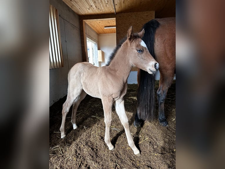 American Quarter Horse Giumenta 1 Anno Baio roano in Brugg AG