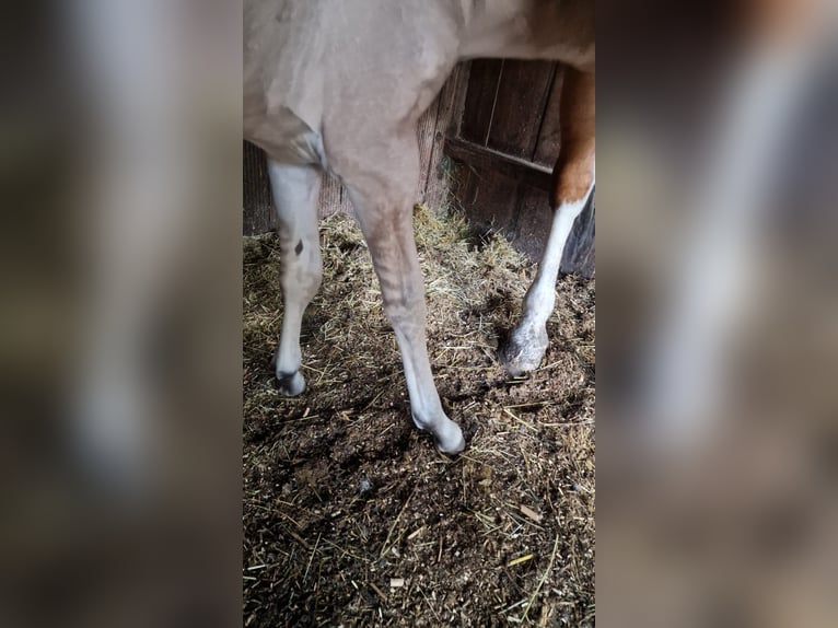 American Quarter Horse Giumenta 1 Anno in Rheinfelden