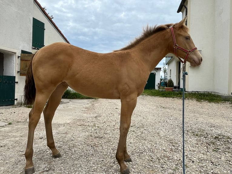 American Quarter Horse Giumenta 1 Anno Champagne in Burgheim
