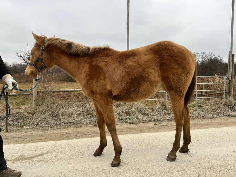 American Quarter Horse Giumenta 1 Anno Champagne in Burgheim