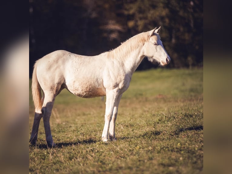 American Quarter Horse Giumenta 1 Anno Champagne in Ouhans