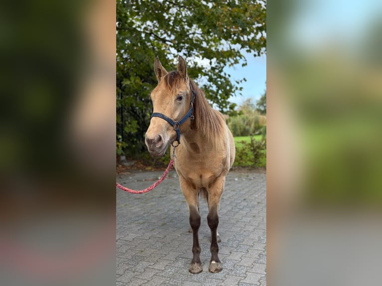 American Quarter Horse Giumenta 1 Anno Champagne in Lelystad