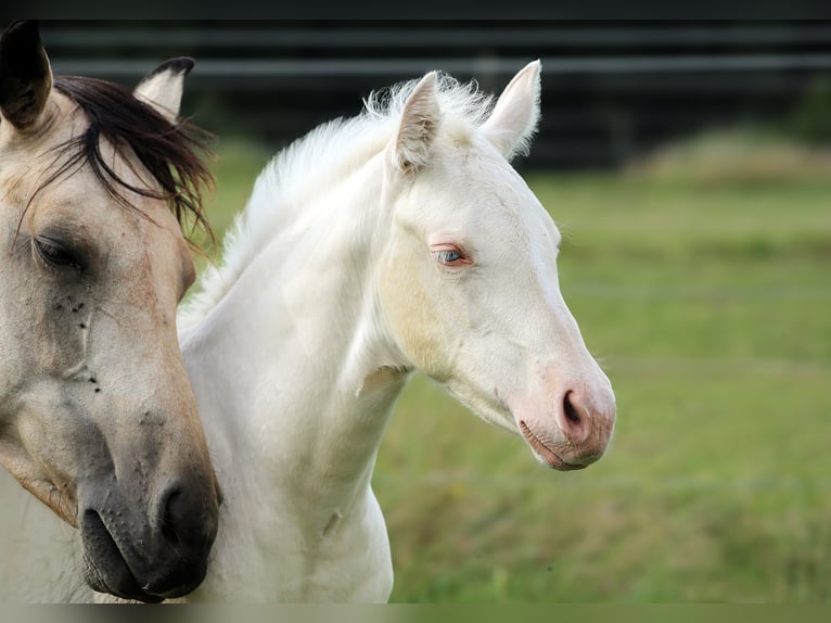 American Quarter Horse Giumenta 1 Anno Cremello in Berga- Wünschendorf