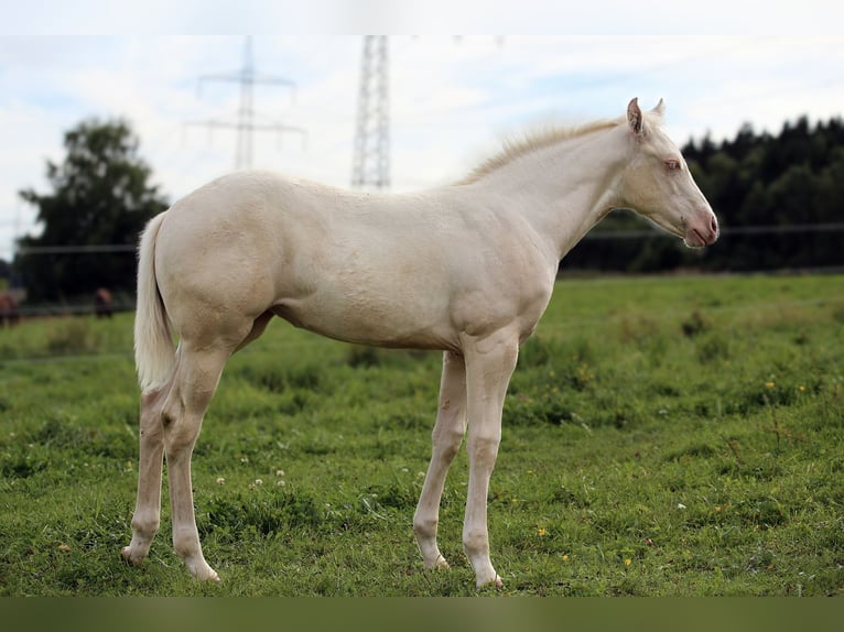 American Quarter Horse Giumenta 1 Anno Cremello in Berga- Wünschendorf