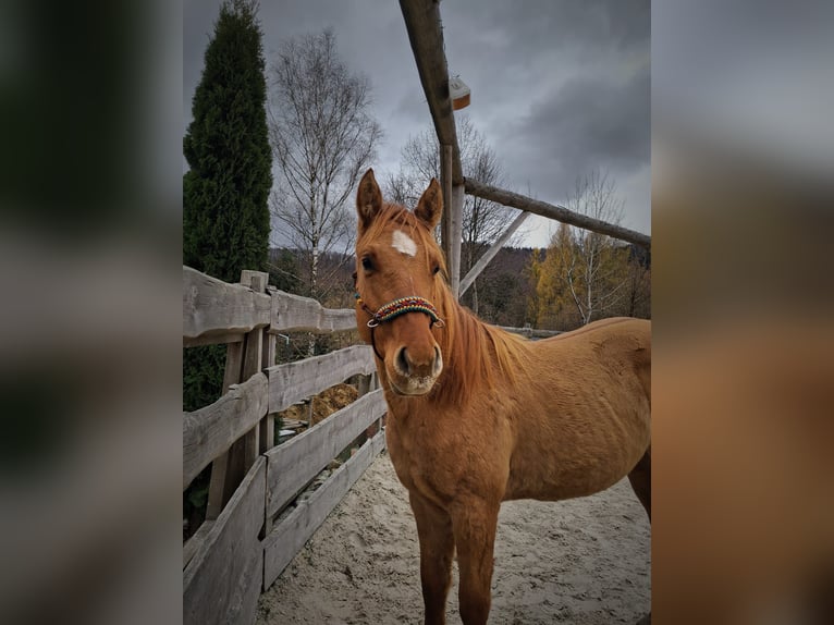 American Quarter Horse Giumenta 1 Anno Falbo in Brenna