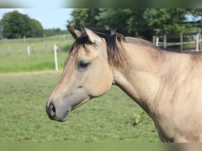 American Quarter Horse Giumenta 1 Anno Falbo in Blomberg