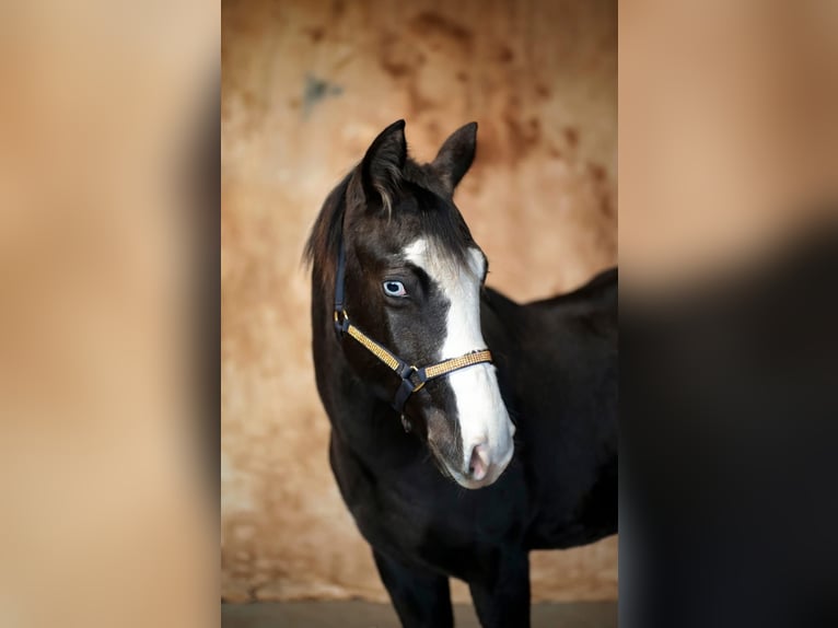 American Quarter Horse Giumenta 1 Anno Grigio in Gowarczów