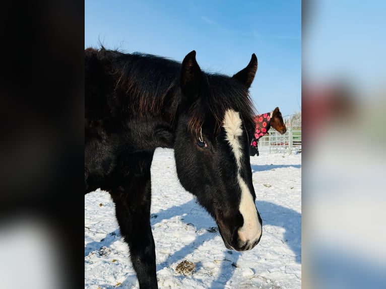 American Quarter Horse Giumenta 1 Anno Morello in Gifhorn