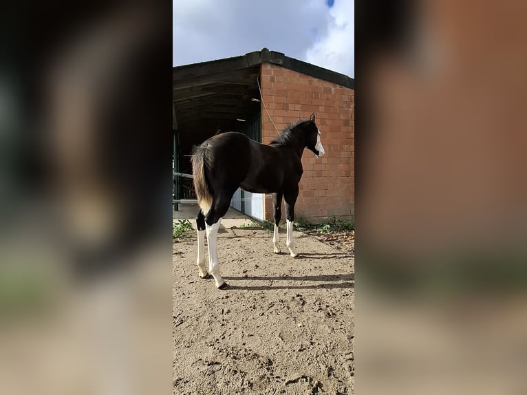 American Quarter Horse Giumenta 1 Anno Morello in Bochum