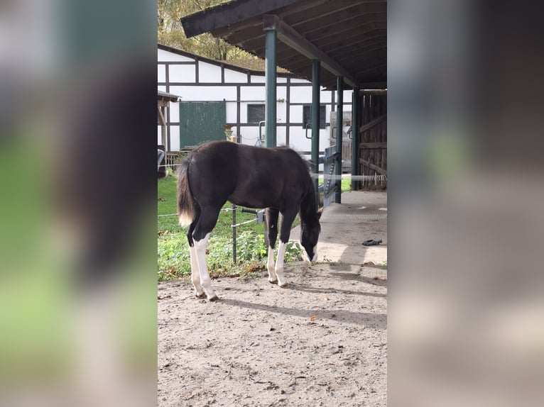 American Quarter Horse Giumenta 1 Anno Morello in Bochum