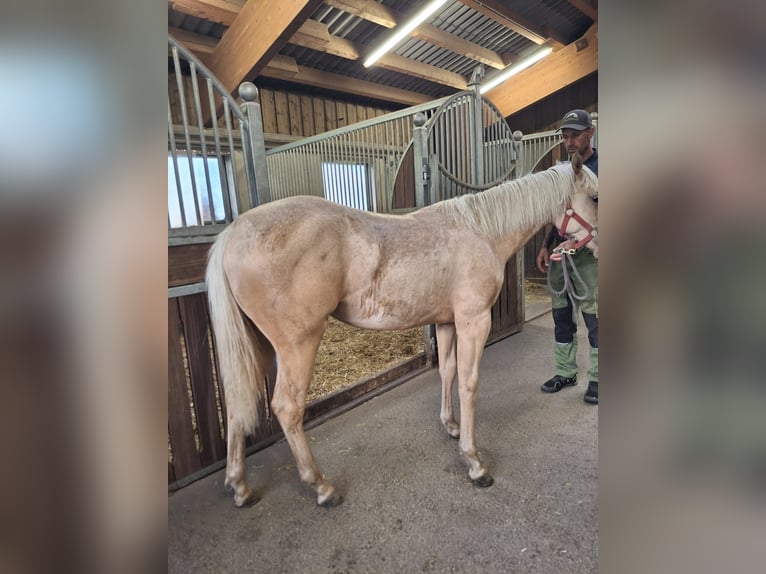 American Quarter Horse Giumenta 1 Anno Palomino in Steinach am Brenner
