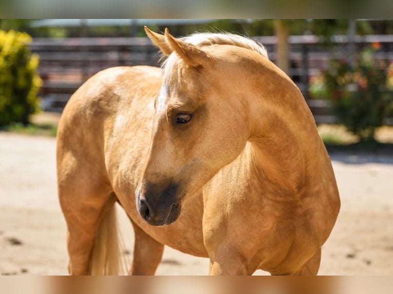 American Quarter Horse Giumenta 1 Anno Palomino in Norco