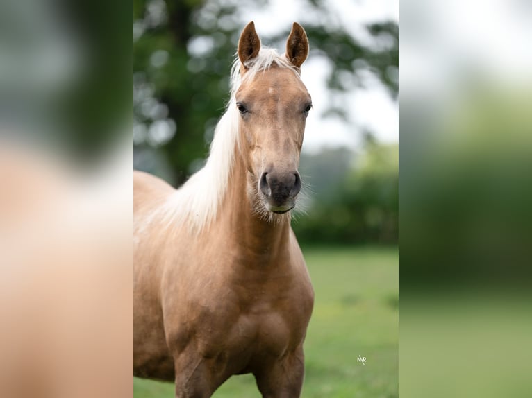 American Quarter Horse Giumenta 1 Anno Palomino in Grobbendonk