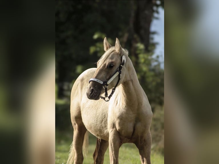 American Quarter Horse Giumenta 1 Anno Palomino in Mehren
