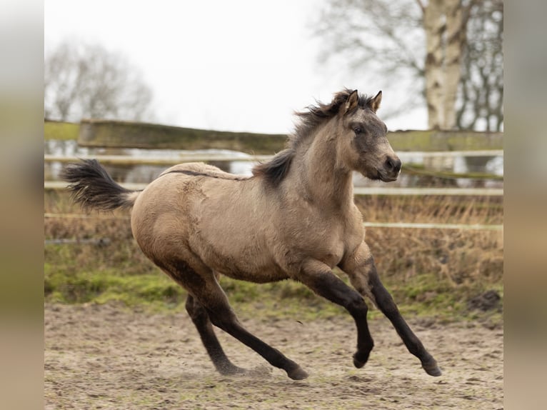 American Quarter Horse Giumenta 1 Anno Pelle di daino in Alt Duvenstedt