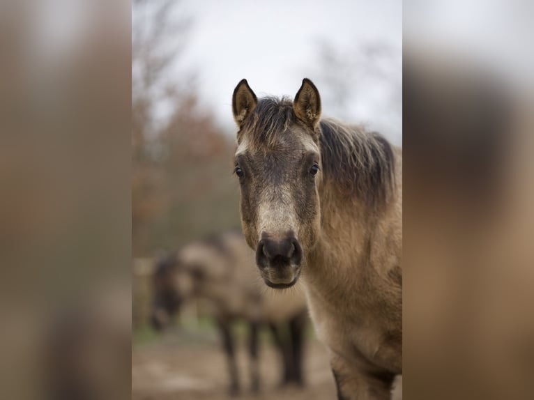 American Quarter Horse Giumenta 1 Anno Pelle di daino in Alt Duvenstedt