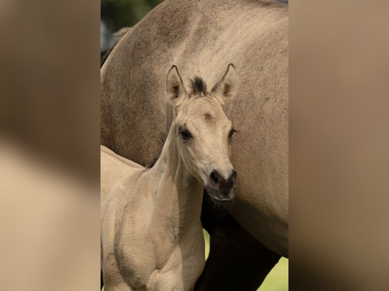 American Quarter Horse Giumenta 1 Anno Pelle di daino in Alt Duvenstedt