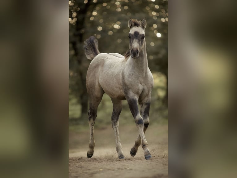 American Quarter Horse Giumenta 1 Anno Pelle di daino in Alt Duvenstedt