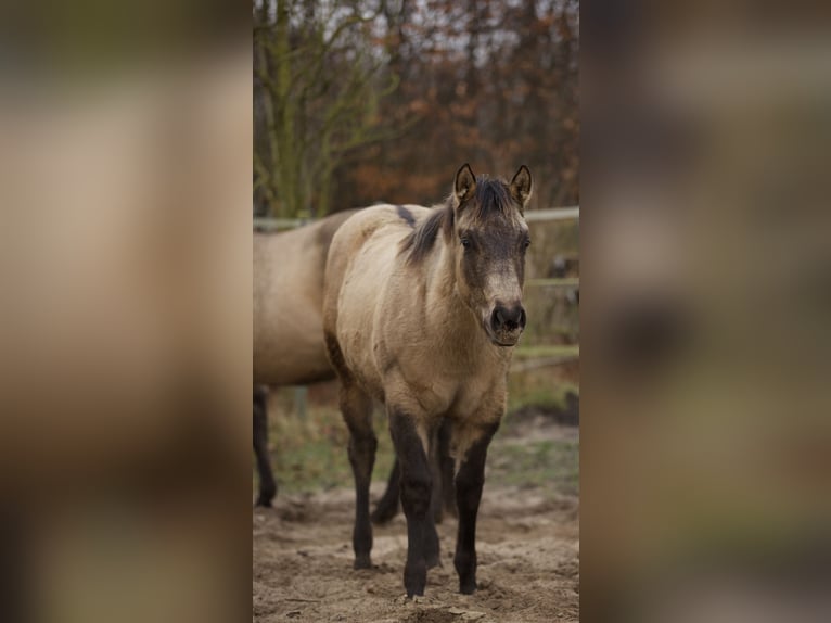 American Quarter Horse Giumenta 1 Anno Pelle di daino in Alt Duvenstedt