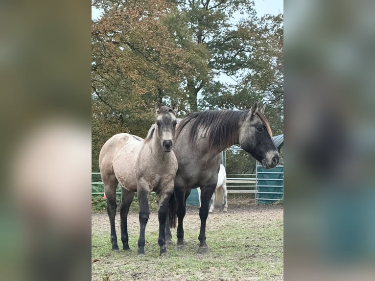 American Quarter Horse Giumenta 1 Anno Pelle di daino in Alt Duvenstedt