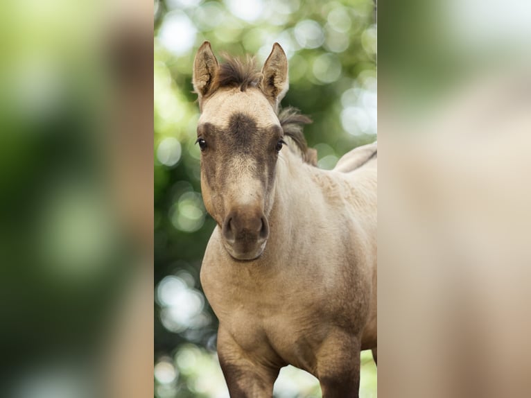 American Quarter Horse Giumenta 1 Anno Pelle di daino in Alt Duvenstedt