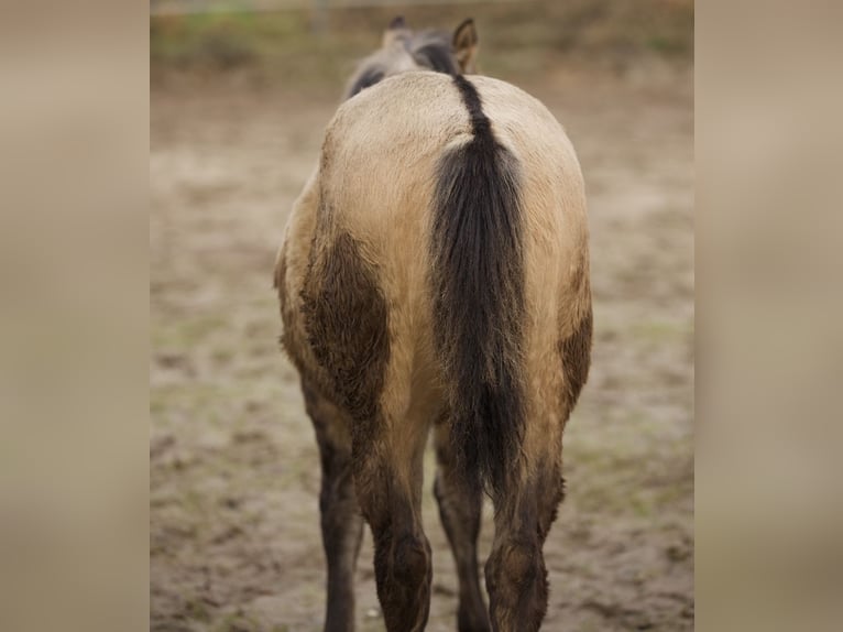 American Quarter Horse Giumenta 1 Anno Pelle di daino in Alt Duvenstedt