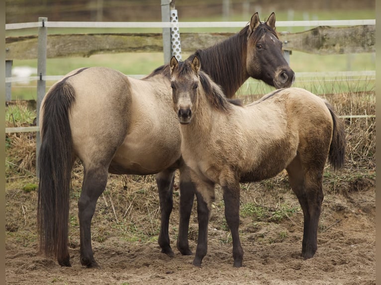 American Quarter Horse Giumenta 1 Anno Pelle di daino in Alt Duvenstedt